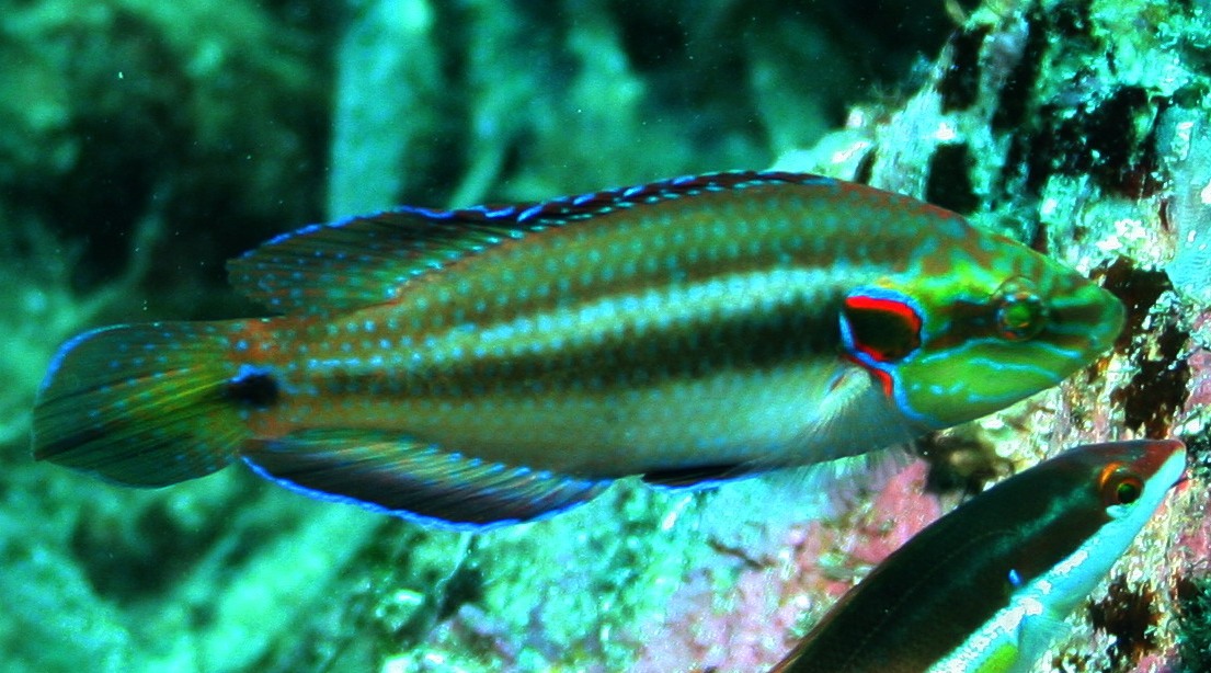 Symphodus ocellatus